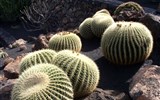 Kanárské ostrovy - Tenerife a Gran Canaria - Španělsko - Kanárské ostrovy, kaktusy zdobí suché 
vnitrozemí