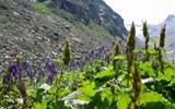 Savojské Alpy a Gran Paradiso - Itálie - NP Grand Paradiso - hory, kámen a jen místy bojující zeleň