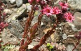 Poznávací zájezd - Přímořské Alpy - Francie - Přímořské Alpy - Sempervivum arachnoideum (Crassulaceae), netřesk