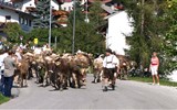 Oktoberfest a slavnosti shánění stád - Rakousko - Solnohradsko - shánění stád