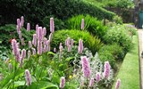 Irsko a Severní Irsko - Irsko - kvetoucí rdesno zdobí mnohou irskou zahradu