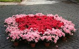 Nejkrásnější zahrady krajů Lazio a Umbrie, Den květin ve Viterbu 2019 - Itálie - Viterbo - květinové slavnosti San Pellegrono in Fiore