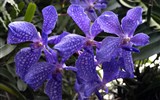 Madeira, ostrov věčného jara a festival květů 2018 - Portugalsko - Madeira - Jardim Qrquídea, Madeira je plná orchidejí