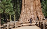 Národní parky USA, Grand Canyon a Yosemity 2019 - USA - Národní park Sequoia - sekvoj Generál Sherman