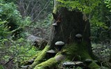 Poznávací zájezd - Bělorusko - Bělorusko - Bělověžský prales, některé stromy jsou přes 600 let staré, většina je starší 100 let