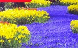 Amsterdam letecky a skanzen Zaanse Schans - Holansko - Keukenhof - slavnosti jara a květů