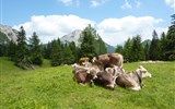 Tauplitzalm, zahrada Rakouska a ráj orchidejí v Kalkalpen - Rakousko - Kalkalpen - nádherné horské pastviny si užívají i krávy.