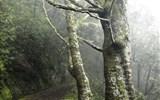 Poznávací zájezd - Portugalsko - Portugalsko - Madeira - Levada Velha, vavřínové lesy na ostrově jsou od roku 1999 na seznamu památek UNESCO