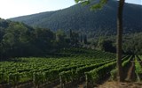Poznávací zájezd - Toskánsko - Itálie - Toskánsko -  proslulé vinice u Montepulciana