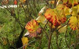 Beaujolais a Burgundsko, víno a kláštery - Francie - Beaujolais - podzim ve vinici Clos de Vouget, odrůda Pinot Noir