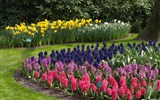 Krásy Holandska, květinové korzo 2017 - Holandsko  - Keukenhof