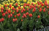Krásy Holandska a květinové korzo - Holandsko - Keukenhof, ráj zahrádkářů i milovníků květin.