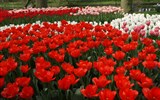 Krásy Holandska a květinové korzo - Holandsko - Keukenhof, tulipány proslavily jméno země po celém světě