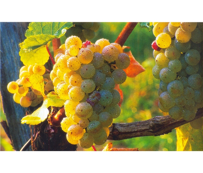 Tajemné jeskyně Slovinska a Itálie, víno a Mořská Laguna - Slovinsko - na vinicích dozrává víno