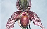 Drážďany, Míšeň, zahrady a kamélie v Pillnitz a výstava orchidejí - Německo - Drážďany - mezinárodní výstava Orchideen Welt, přes 20.000 rostlin