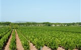 Languedoc, katarské hrady, moře Lví zátoky a kaňon Ardèche letecky 2019 - Francie - Languedoc - všude vinice a výborné víno, obzvlášť to růžové