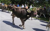 Alpské Solnohradsko, slavnosti shánění stád pod horou Hochkönig - Rakousko - shánění stád - krávy jsou opravdu nazdobené, jedna líp než druhá