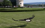 Zahradnický veletrh v Rakousku - Rakousko - Rosenburg - ukázka cvičení dravých ptáků