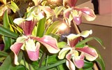 Drážďany, Míšeň, zahrady a kamélie v Pillnitz a výstava orchidejí - Německo - Drážďany - výstava Svět orchidejí a oči se nemohou vynadívat
