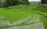 Poznávací zájezd - Thajsko - Thajsko - rýžová pole Thajska jsou jak zelený koberec táhnoucí se zemí (echiner1)