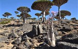 Jemen, Sokotra, Galapágy Indického oceánu - Jemen - Sokotra - jediný les dračinců na světě na planině Firmihin