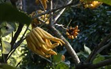 Karneval květů a světel v Nice a festival citrusů v Mentonu 2017 - Francie  - Menton, botanická zahrada, Citrus medica, zajímavý tvar silně aromatického plodu