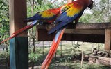 Po stopách starých Mayů (Guatemala, Belize, Honduras) - Guatemala - barevné létající drahokamy jsou tu  k vidění hojně