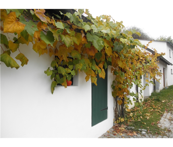 Krásy Dolnorakouska a vinařská slavnost v Poysdorfu 19 - Rakousko - Poysdorf - sklípky se zarývají do svahů okolních strání
