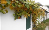 Krásy Dolnorakouska a vinařská slavnost v Poysdorfu 19 - Rakousko - Poysdorf - sklípky se zarývají do svahů okolních strání