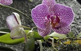 Údolí Wachau a výstava orchidejí v Klosterneuburgu - Rakousko - Klosterneuburg - 10. Mezinárodní světová výstava orchidejízve na návštěvu