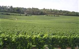 Champagne, UNESCO, víno, katedrály a slavnost Médievales - Francie - Champagne - mezi Troyes a Epernay jsou samé vinice