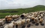 Poznávací zájezd - Arménie - Arménie - ovce mají pochopitelně na silnici přednost