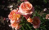 Slavnost růží v Badenu a Schönbrunn 2019 - Baden - Růžová zahrada - odrůda Airbrush