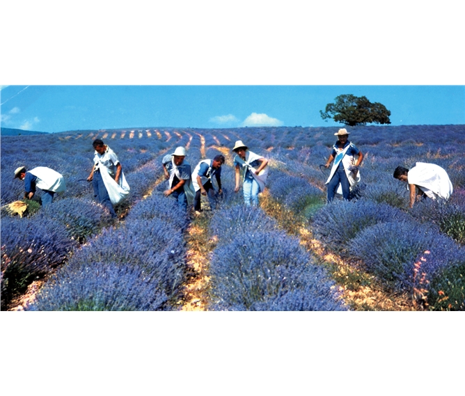 Provence s vůní levandule letecky - Francie - Provence - sběr květů levandule