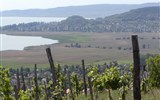 Sárvár, wellness, termály a víno Zadunají - Maďarsko - Balaton - vinice nad jezerem