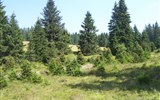 Krásy Šumavy a Bavorský les - Česká republika - Šumava - původními porosty tohoto pohoří jsou podmáčené smrčiny