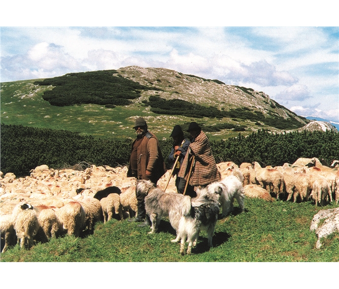 Nostalgie na Zakarpatské Ukrajině, krajem Nikoly Šuhaje - Ukrajina - Podkarpatská Ukrajina - na poloninách se pasou ovce