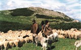 Poznávací zájezd - Ukrajina - Ukrajina - Podkarpatská Ukrajina - na poloninách se pasou ovce