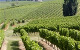 Poznávací zájezd - Pobřeží Atlantiku - Francie - Akvitánie - vinice v okolí Cognac