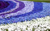 Krásy Holandska, květinové korzo 2017 - Holandsko - Keukenhof, květinové záhony