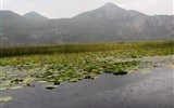 Černá Hora, národní parky a moře - Černá Hora - Skadarské jezero