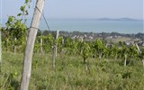 Poznávací zájezd - oblast Balaton - Maďarsko - Balaton - vinice nad jezerem slibují bohatou úrodu a ještě lepší víno z ní