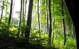 Poznávací zájezd - severní Maďarsko - Maďarsko - NP Bukové hory - krásné bukové lesy dělají pohoří čest a jméno
