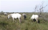 Provence s vůní levandule letecky - Francie - Provence - Parc Natural Camargue,  zdejší rasa bílých koní