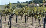 Poznávací zájezd - oblast Tokaj - Maďarsko - Tokaj - vinice v okolí městečka na vulkanickém podloží