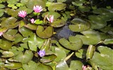 Poznávací zájezd - Hévíz - Maďarsko - Hévíz - jedinná rostlina která v jezerů přežívá je indický vodní leknín