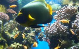 Poznávací zájezd - Azurové pobřeží - Francie - Provence - Monako, mořské akvárium