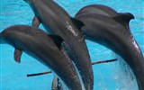 Poznávací zájezd - Španělsko - Španělsko - Kanárské ostrovy - ostrov Tenerife, zábavní park Loro Parque, vystoupení delfínů