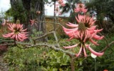 Poznávací zájezd - Kanárské ostrovy - Španělsko - Kanárské ostrovy- ostrov Tenerife - botanická zahrada s četnými endemity