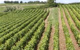 Poznávací zájezd - Champagne - Francie - Champagne - na vinicích nejvíce pěstují odrůdy Chardonnay, Pinot Noir nebo Pinot Meunier, ta jsou základem pro výrobu šampaňského